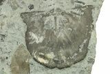 Fossil Brachiopod Plate - Indiana #270472-1